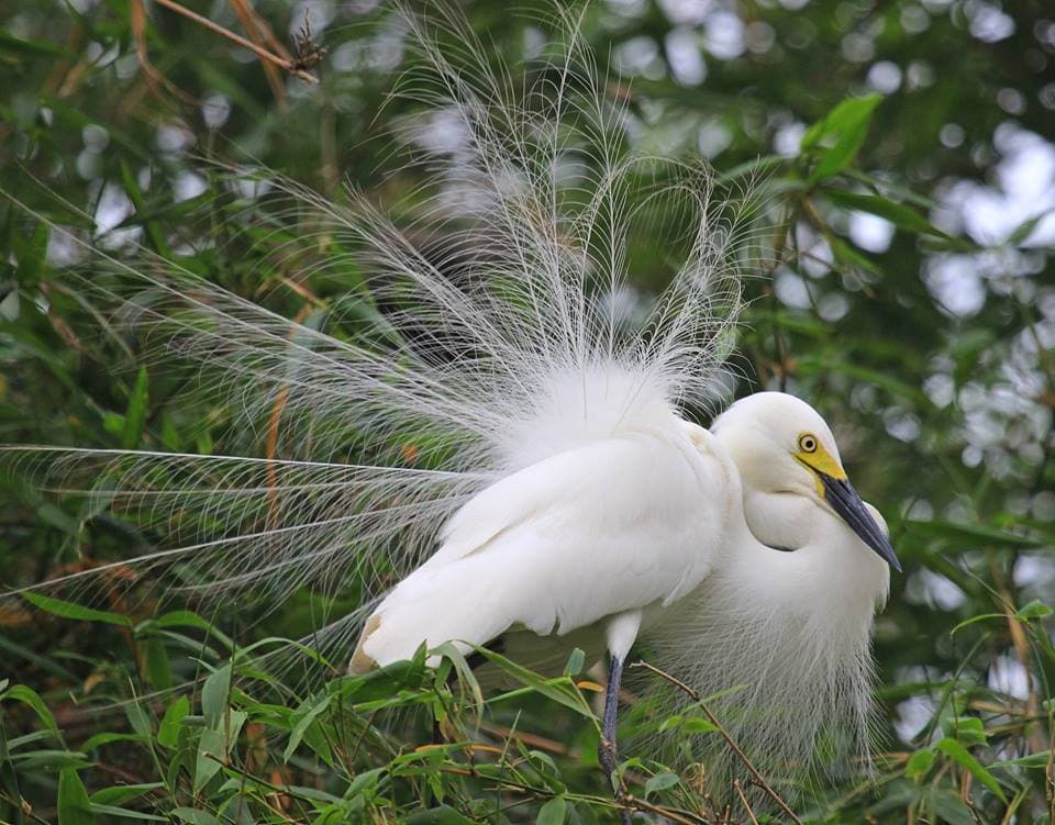 Bird Watching in Chitwan